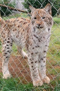 Did you know Lynx purr?  I didn't know until this little one caught me playing with the tigers and came over to get some attention. 