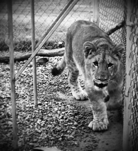 The last photo of the day is of Dandelion, the cutest little doe-eyed lioness this side of Mississippi.  She was hanging out in her feeding station when I took these. 