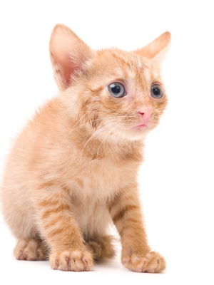 tomcat isolated on white background cat pussy expressions emotions